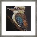 Old Man Kookaburra Framed Print