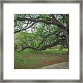 Old Oak Tree Framed Print