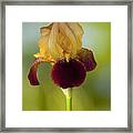 Old Timey Burgundy And Gold Iris Framed Print