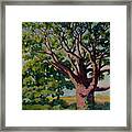 Old Tree Framed Print