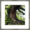 Old Tree In Kyoto Framed Print