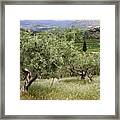 Olives Framed Print