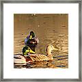 On Golden Pond Framed Print