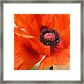 On The Fringe Framed Print