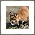 On The Prowl Framed Print