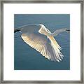 On Wings Of Splendor Framed Print