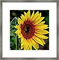 One Big Sunflower Framed Print