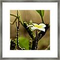 One Blossom And A Bud Framed Print