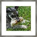 One Dead Grasshopper Framed Print