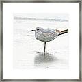 One Leg Is Better Than Two..... Framed Print