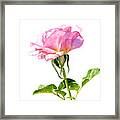 One Pink Rose Blossom Square Design Framed Print