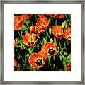 Open Wide - Tulips On Display Framed Print