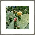 Opuntia Cactus Framed Print
