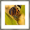Orange And Black Butterfly On The Green Leaf Framed Print