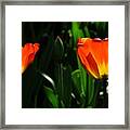 Orange And Yellow Tulips Framed Print