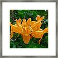 Orange Blooms Framed Print