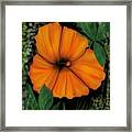 Orange Blooms Framed Print