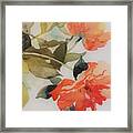 Orange Blossom Special Framed Print