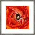 Orange Buttercup Abstract Framed Print