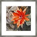 Orange Cactus Flower Ii Framed Print