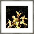 Orange Fringed Orchid Framed Print