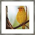 Orange Fronted Yellow Finch Parque Del Cafe Colombia Framed Print