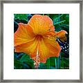 Orange Hibiscus Framed Print