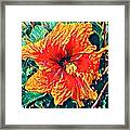Orange Hibiscus In Crepe - Full View Framed Print