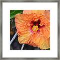 Orange Hibiscus With Ruffled Petals Framed Print