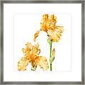 Orange Iris Framed Print