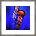 Orange Jellyfish Framed Print
