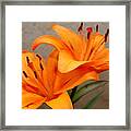 Orange Lilies 2 Framed Print