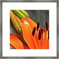 Orange Lily Close Up Framed Print