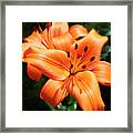 Orange Lily Joy Framed Print