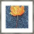 Orange Maple Leaf Framed Print