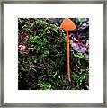 Orange Mushroom Framed Print