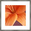 Orange Orchid Framed Print