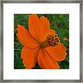 Orange Petals Framed Print