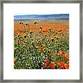 Orange Poppies And Fiddleneck- Art By Linda Woods Framed Print