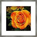 Orange Rose Framed Print