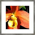 Orange Slipper Orchid Framed Print