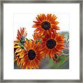 Orange Sunflower 1 Framed Print