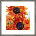 Orange Sunflower 2 Framed Print