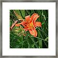 Orange Tiger Lily Portrait Framed Print