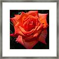 Orange Tropicana Rose Framed Print
