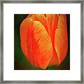 Orange Tulip Painting Neo Rembrandt Style Framed Print
