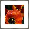 Orange Tulips Framed Print