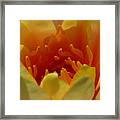 Orange Water Lily Framed Print