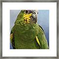 Orange Wing Amazon Parrot Framed Print