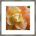 Orange Yellow Begonia Flower Framed Print